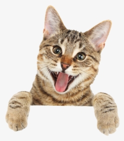 Cat Tongue Png - Cute Cat Png, Transparent Png, Transparent PNG