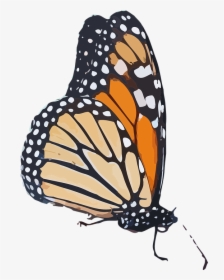 Monarch Butterfly, Danaus Plexippus, Milkweed Butterfly - Monarch Butterfly Transparent Background, HD Png Download, Transparent PNG