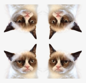 Transparent Grumpy Cat Png - Game Of Thrones Ramsay Joke, Png Download, Transparent PNG