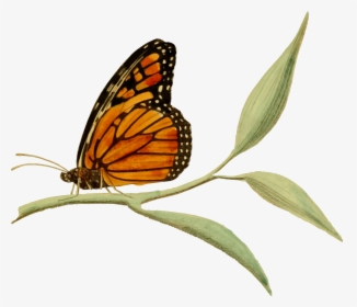 Monarch Butterfly - Monarch Butterfly And Milkweed Clip Art, HD Png Download, Transparent PNG