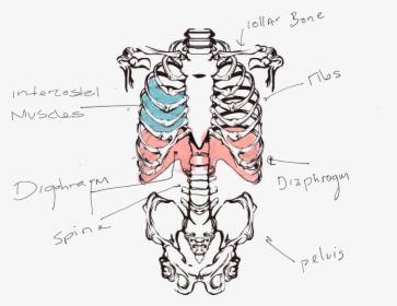 Esqueleto Humano Torso, HD Png Download, Transparent PNG