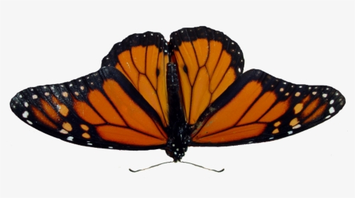 Butterfly Png Image - Angangueo, Transparent Png, Transparent PNG