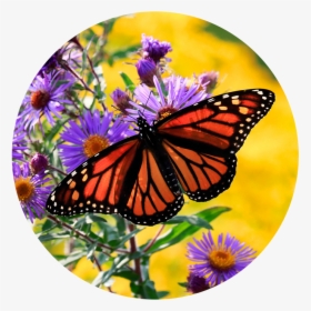 Monarch On Aster - Angangueo, HD Png Download, Transparent PNG