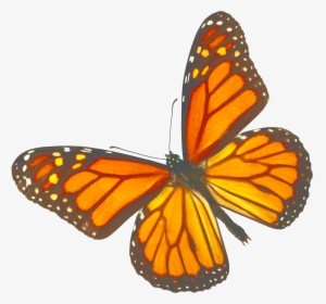 Transparent Butterfly Transparent Png, Png Download, Transparent PNG