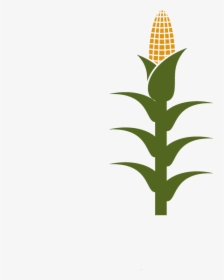 Free Corn Stalk Clipart, HD Png Download, Transparent PNG