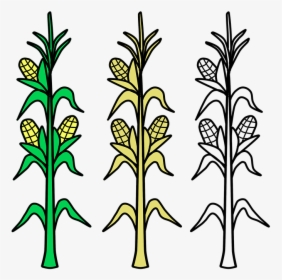 Corn Stalk Clipart Black And White , Transparent Cartoons - Draw A Corn Stalk, HD Png Download, Transparent PNG