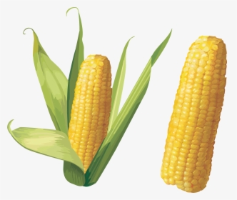 Corn Stalk Png - Corn Png, Transparent Png, Transparent PNG