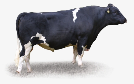 Dairy Cow, HD Png Download, Transparent PNG