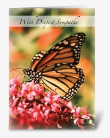 Monarch Butterfly, Pink Flower Sympathy Greeting Card - Sexual Reproduction Examples Animals, HD Png Download, Transparent PNG