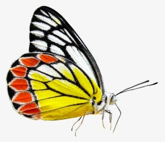 Monarch Butterfly Cartoon 29, Buy Clip Art - Butterfly, HD Png Download, Transparent PNG