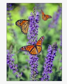 Beautiful Photographs Of Butterflies, HD Png Download, Transparent PNG