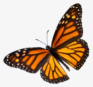 Colorful Butterfly Png Image Download - Monarch Butterfly, Transparent Png, Transparent PNG
