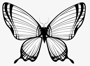 Transparent Monarch Butterfly Clipart - Line Drawing Butterfly, HD Png Download, Transparent PNG