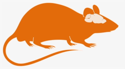 Transparent Animal Vector Png - Mouse Brain Clipart, Png Download, Transparent PNG
