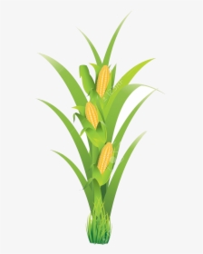 Corn Planting Transparent Png - Pe De Milho Em Png, Png Download, Transparent PNG