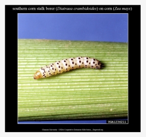 Spicebush Swallowtail, HD Png Download, Transparent PNG