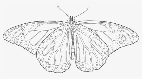 Transparent Monarch Butterflies Png - Monarch Butterfly Drawing Transparent, Png Download, Transparent PNG