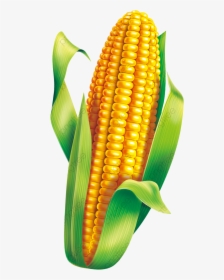 Corn Material Clipart Green Transparent Png - Milho Verde Festa Junina Png, Png Download, Transparent PNG