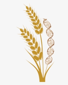 Wheat Stalk Png - Wheat, Transparent Png, Transparent PNG
