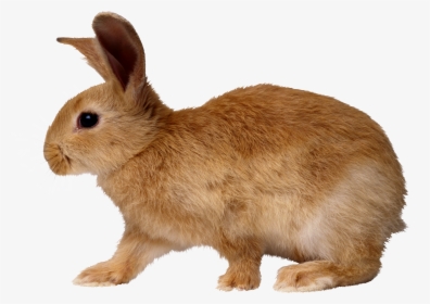 Rabbit Png Image - Side View Of A Rabbit, Transparent Png, Transparent PNG