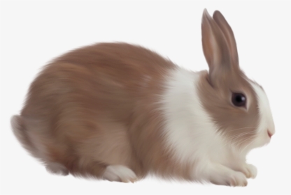 Easter Bunny Rabbit - Rabbit Png, Transparent Png, Transparent PNG