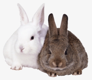 Rabbits Png Image - Rabbits Png, Transparent Png, Transparent PNG
