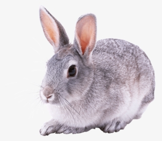 Great Rabbit Sitting - Conejo Png, Transparent Png, Transparent PNG