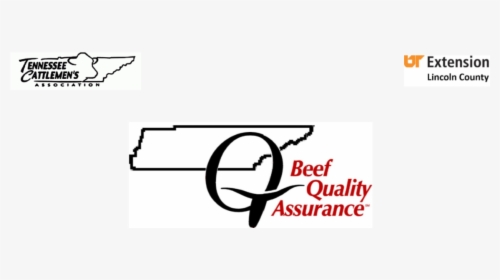 Bqa Certification - Calligraphy, HD Png Download, Transparent PNG