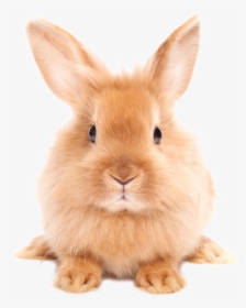 Download Easter Rabbit Png Hd - Rabbit Png, Transparent Png, Transparent PNG