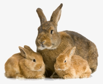 Small Rabbit Png - Baby Rabbit And Mother, Transparent Png, Transparent PNG