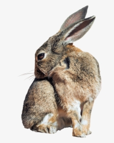 Pngpix - Wild Rabbit Transparent Background, Png Download, Transparent PNG