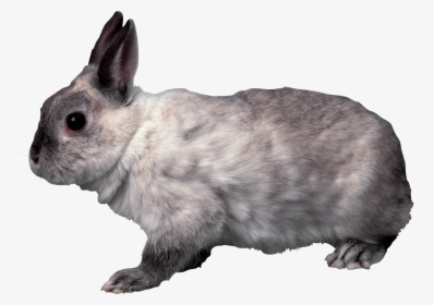 Rabbit Png Image - Grey Bunny Transparent Background, Png Download, Transparent PNG