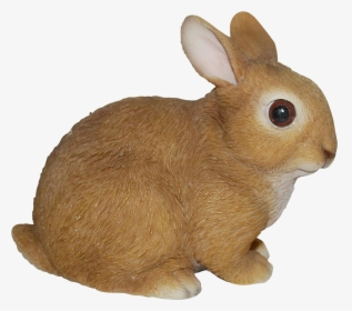 Baby Rabbits In Real Life Png - Rabbit, Transparent Png, Transparent PNG