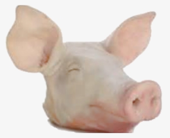 Domestic Pig , Png Download - Pig Head Png, Transparent Png, Transparent PNG