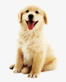 Cute Golden Pet Dog Png Download - Cute Dogs Transparent Background, Png Download, Transparent PNG