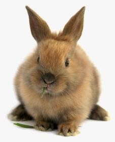 Rabbit Download Image Arts - Bunny Png, Transparent Png, Transparent PNG