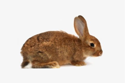 Brown Rabbit Png Download Image - Rabbit With A White Background, Transparent Png, Transparent PNG