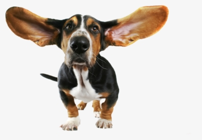 Cute Small Dog With Flying Ears Png Image - Basset Hound Ears, Transparent Png, Transparent PNG