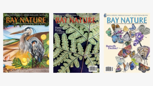 Three Bay Nature Issue Covers - Little Blue Heron, HD Png Download, Transparent PNG