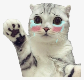 #cat #cry #crycat #sad #sadcat - Transparent Sad Crying Cat Png, Png Download, Transparent PNG