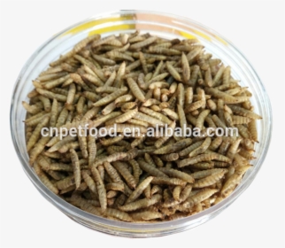 Wholesale Bird Food Fish Food Dried Black Soldier Fly - Grasshopper, HD Png Download, Transparent PNG