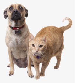 Faqs Willamette Humane Society - Cat Dog Transparent Background, HD Png Download, Transparent PNG