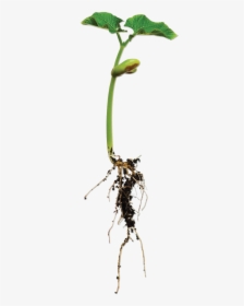 Bean Plant Png - Bean Plant With Root, Transparent Png, Transparent PNG