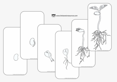 Bean Grow Cards Colouring Cover - Illustration, HD Png Download, Transparent PNG