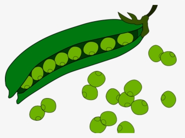 Transparent Green Beans Clipart - Green Beans Clipart, HD Png Download, Transparent PNG