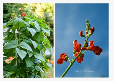 Guide To Growing Scarlet Runner Beans, HD Png Download, Transparent PNG