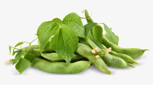 Soybean - Edamame Leaves, HD Png Download, Transparent PNG