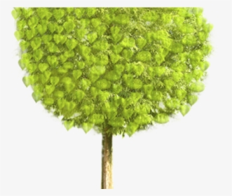 Gif Animated Tree Png, Transparent Png, Transparent PNG
