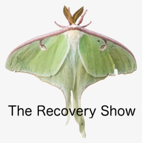 The Recovery Show - Recovery Show Podcast, HD Png Download, Transparent PNG