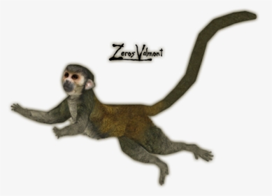Clip Art Geoffroys Spider Monkey - Zoo Tycoon 2 Squirrel Monkey, HD Png Download, Transparent PNG